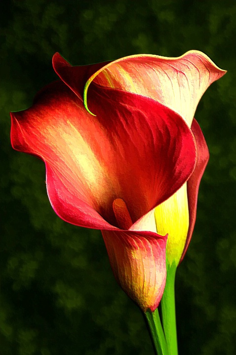 Kerri Myatt Flower Logo
